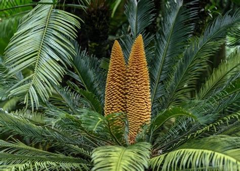 鐵樹開花幾年|鐵樹開花驚人真相